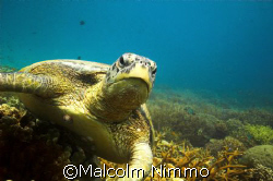Tutle - taken  from  Rengiss on  Tioman Iisland , Malayas... by Malcolm Nimmo 